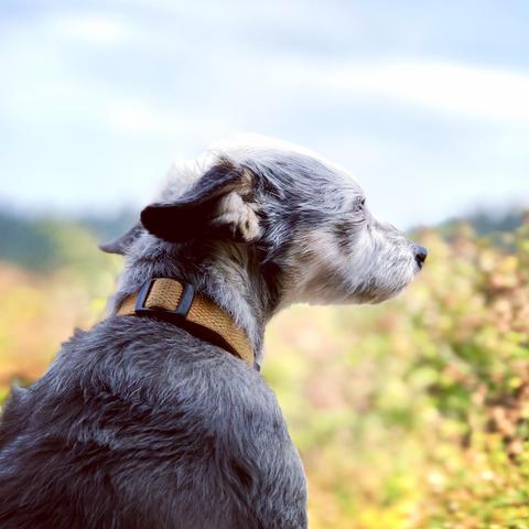 Spruce looks out over fields 