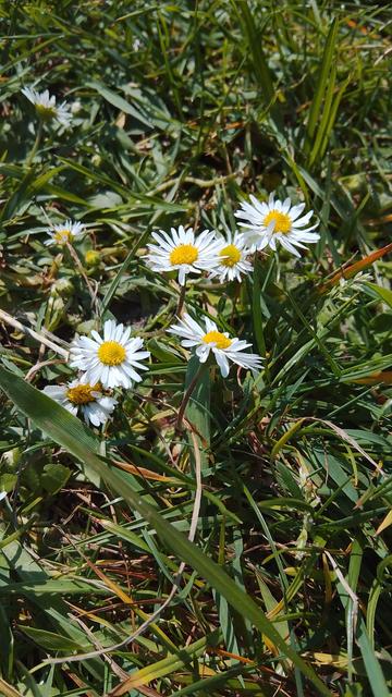 Daisies