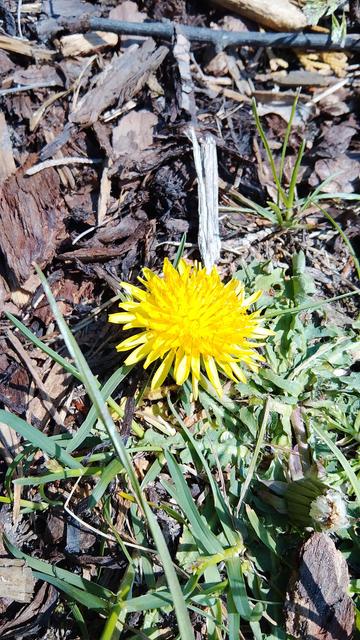 Dandelion
