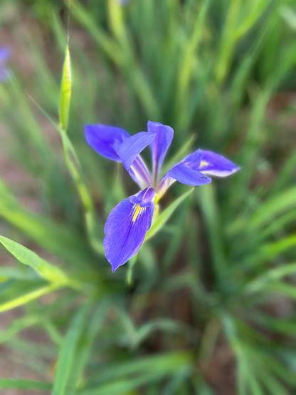A purple Louisiana iris in full bloom. One flower up close. A sea of green iris leaves behind the purple bloom. 