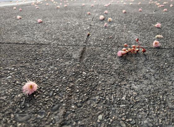 an individual, fluffy, light pink eucalyptus blossom in foreground, ground-level perspective, speckled stone detail and a cross of etched sidewalk lines.... focus diminishes with a colony of scattered, fuzzy blossoms into infinity...