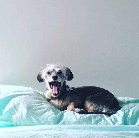 Spruce nervously yawning while sitting on my pillow!