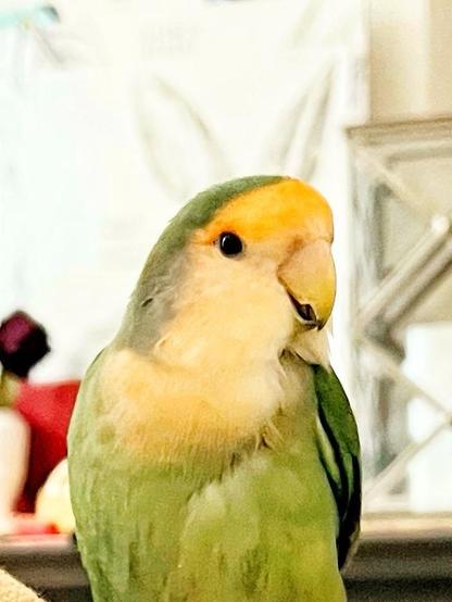 A close-up of a green and yellow parrot, featuring a distinct orange-yellow forehead and pale yellow throat. The background is blurred, showing a drawing of rabbit ears.