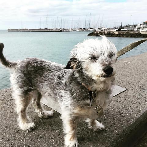 Spruce getting blown by the wind 