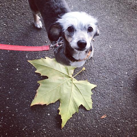 Spruce standing by a gigantic leaf