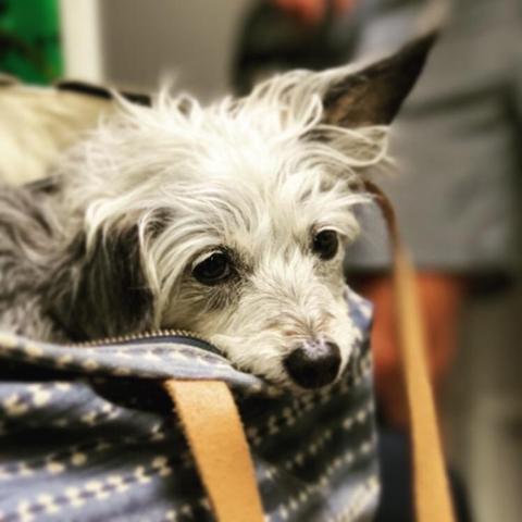 Spruce sleeping on a bag