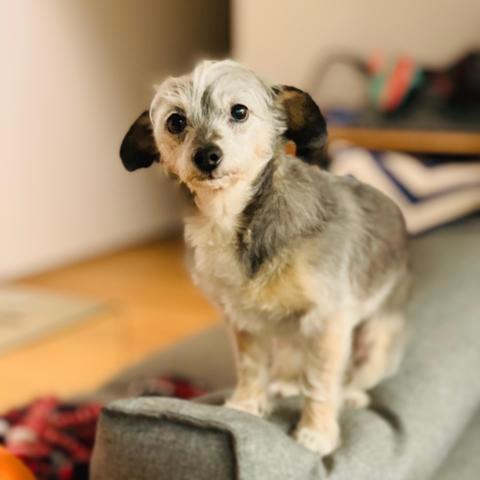 Spruce begging from the sofa