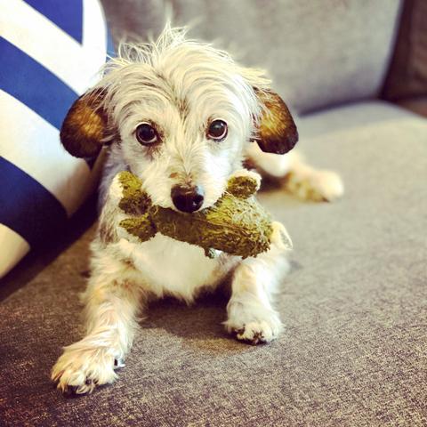 Spruce with her frog toy in her mouth