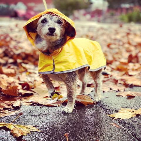 Spruce in a yellow raincoat