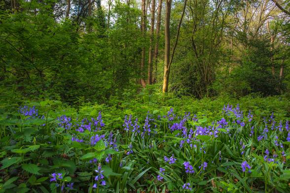 Spring Green and Scented Blue