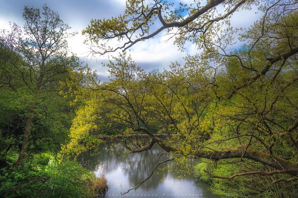 Oasis of Tranquility