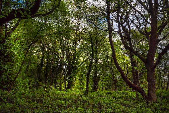 Through Leaves Of Woodland