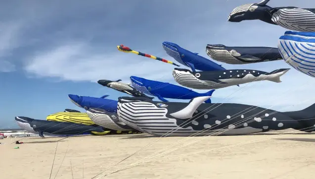 20 baleines volent simultanément dans le ciel de Berck dans le cadre des Rencontres internationales de cerfs-volants.