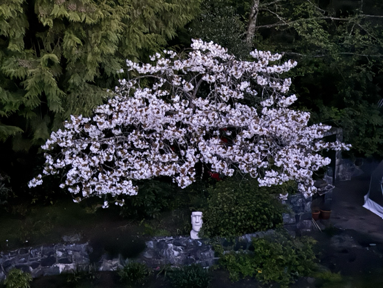 Early morning photo of a cherry tree in full bloom, its abundance of white blossoms bright against the background of cedar, holly, and rhododendron green. Just beneath the cherry tree, a large white cement garden sculpture in the shape of a head.
