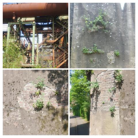 Das Bild besteht aus vier verschiedenen Ausschnitten, die die Wachstumskraft der Natur in menschlich geschaffenen Umgebungen zeigen. Im oberen linken Bild ist ein rustikaler Industriekomplex zu sehen, mit rostigen Metallstrukturen und Pflanzen, die sich zwischen den Elementen eingenistet haben. Im oberen rechten Bild ist eine verwitterte Betonwand zu sehen, auf der kleine Pflanzen und Flechten wachsen, die durch Risse und Löcher in der Wand sichtbar sind. Im unteren linken Bild ist eine ähnliche Betonwand mit einem offenen Bereich aus roten Ziegeln zu sehen, wo Pflanzen wachsen. Im unteren rechten Bild ist ein Ziegelpfosten zu sehen, der von Pflanzen umrankt ist, und im Hintergrund ein gepflasterter Weg mit Bäumen und Grünflächen.
