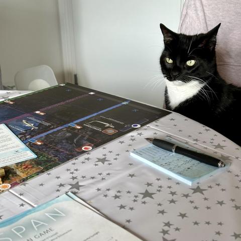 Dante the tuxedo cat preparing to play Finspan. 