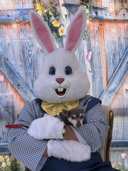 A costumed Easter Bunny cuddles a chocolate-colored chihuahua