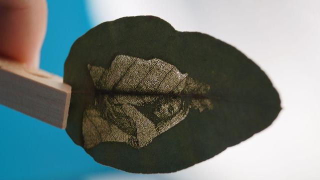 Lasergravur auf echtem Blatt mit feinem Paarmotiv – Natur trifft Technik in einem einzigartigen DIY-Experiment von Kindeko. Nachhaltige Dekoidee mit Wow-Effekt.