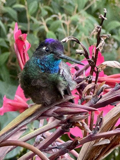 Hummingbird, San Gerardo de Dota, Costa Rica

Photo by Sheril Kirshenbaum