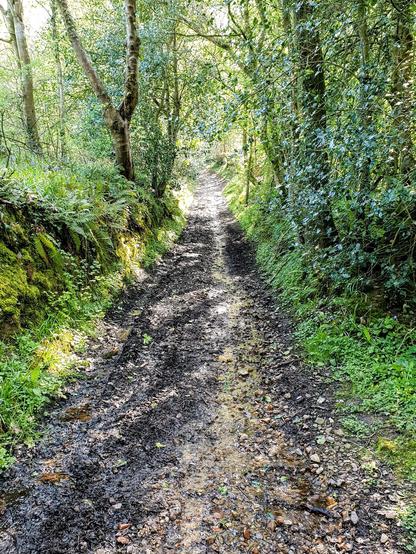A muddy track leads off into the distance in a deciduous wood