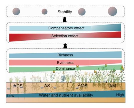 A schematic diagram of underlying stability mechanisms in the studied alpine grasslands. The width of the bar represents the strength of different effects.