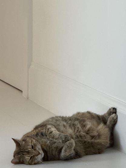 Our cat relaxing on the spot in the floor where the heat pipes go upstairs. She’s curled up very relaxed. 