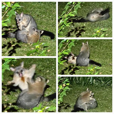 5 frames of brushtail possum battle. Two cat-sized fluffy grey marsupials with black tails scuffle on a floodlit green lawn. Rolling, punching, biting. Dharug and Gundungurra country.