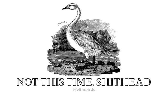 A painting of a bird next to the words "not this time, shithead"
