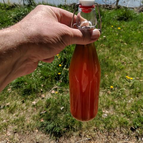 A man's index finger and thumb holding up a swing top pint bottle by the neck showing off freshly bottled beer. It is a sort of dark amber color, I guess. Cloudy but this was the first fill. The two pints had 2 grams of white sugar added for priming. The 12 oz bottles has 1.5 grams of white sugar added.