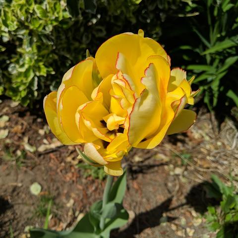 A photo of a double petaled mostly yellow tulip. It has some green on some petals and the edges of the yellow parts of the petals have a very fine red line.