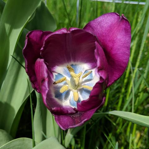 A photo of a purple tulip looking directly inside of it. There is blue and white pattern where the petals originate below the delicate bits that are sort of pale yellow. Green tulip and grass foliage behind it.