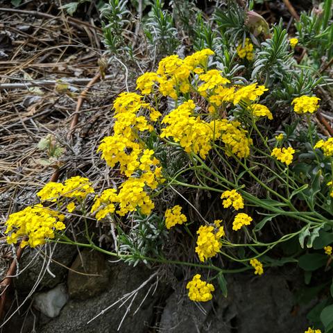 A closeup of Aurinia saxatilis yellow flowers and probably some lavender sprouts.