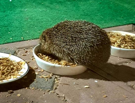 Ein Igel sitzt in einer Schale mit Mehlwürmern und frisst.