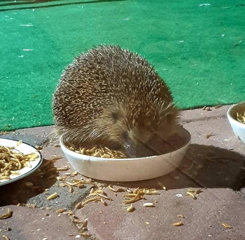 Ein Igel sitzt in einer Schale mit Mehlwürmern und frisst.