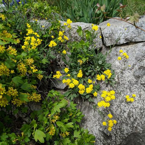 A photo of a plant growing in cracks of a rock, Aurinia saxatilis or basket of gold. It has clusters of yellow flowers. There are clove currant flowers to the left.