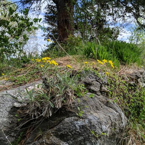 More basket of gold in rocks, some small daylilies beyond them, some stonecrop to the right,  lilacs to the left, a pine tree above in the middle, and a juniper tree inthe distant middle... Crack willow upper left, Chinese elm upper right. Dandelion leaf lower left. various Western White clematis vines about. Some grass. The rock is solid granite with some additions on top to hold some dirt.