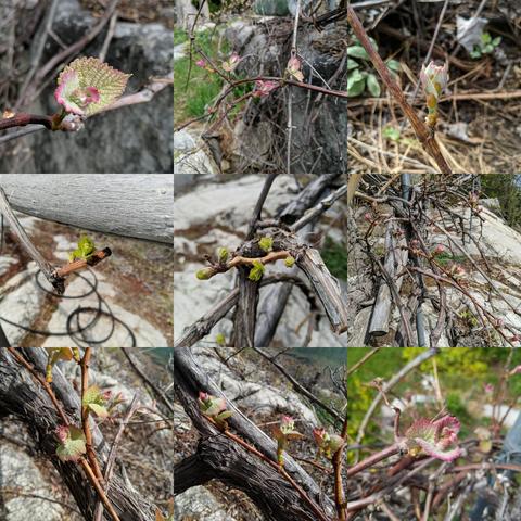 A montage of 9 photos showing emerging growth on various grape vines. Some of the new leaves growing out have red edges. The sultana or thompson seedless do not. The others are a Moore's Early type (seedling) and Delaware (guess, it's 100 years old probably). There's solid rock in the background of most photos because these are all trained on top of the rocks.