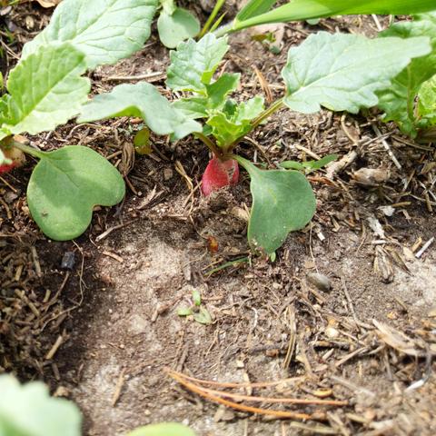 A photo showing some of the first signs of red on the radish plants. These might be the "French Breakfast" ones.