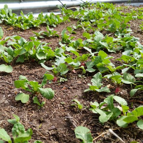 A wider view of the radish plants in the raised bed.