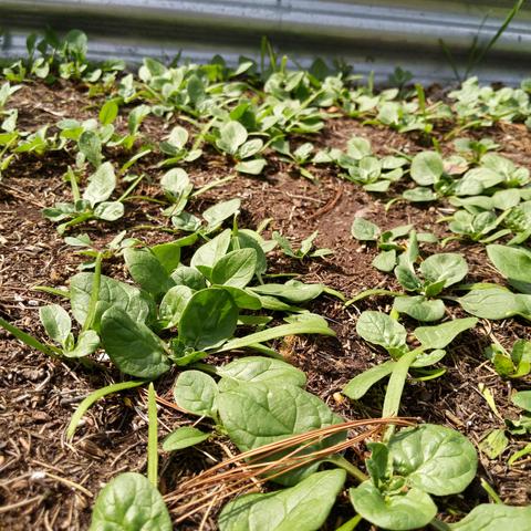 A photo showing spinach growing in a raised bed.