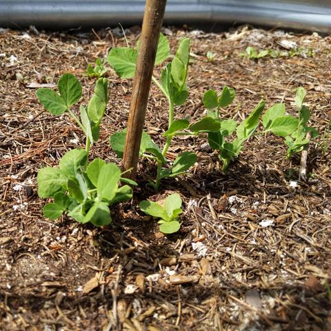 A closeup photo of sugar snap pea plants growing near a bamboo stake. They had days to hug the stake but haven't.