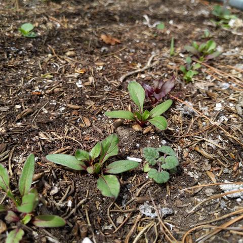 A closeup photo of beet seedlings. They are mostly green leafed but there's a cluster of red leafed ones too. There's also what appears to be Agastache foeniculum Anise Hyssop seedling growing there too.