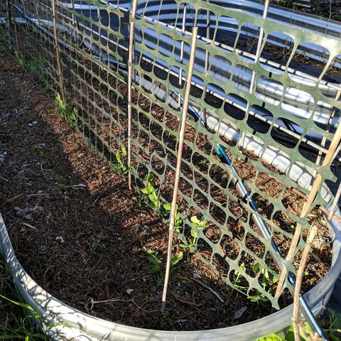 A photo showing plastic mesh fencing that is half height being used as a bridge between the soil level and the cattle panel trellis that is a foot above or more. This should allow the peas to more easily grow up. It might also be a hassle for cucumber vines and for cleaning up.