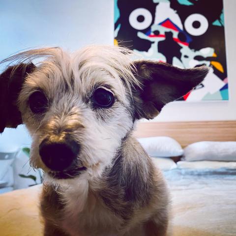 Spruce in front of a Mysterious Al painting. 