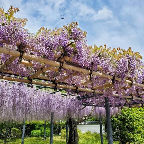 Byodo-in has had a wisteria trellis for over 250 years.