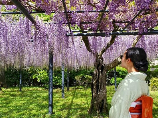 Nao-san beneath Byodo-in's famous wisteria trellis. 
