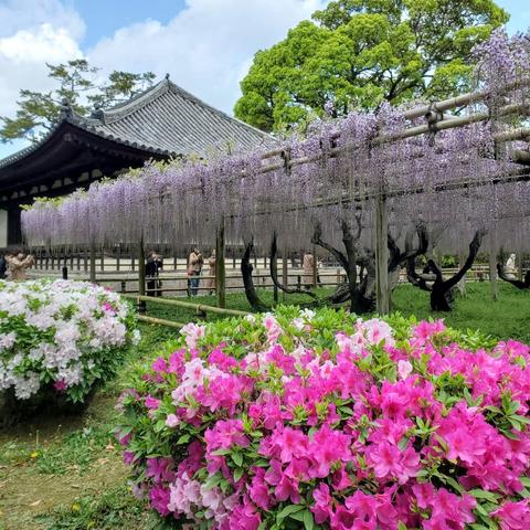 Wisteria and azalea bloom at Byodo-in.