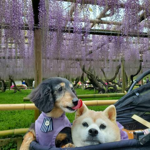 Coco and Ren enjoy the wisteria at Byodo-in.