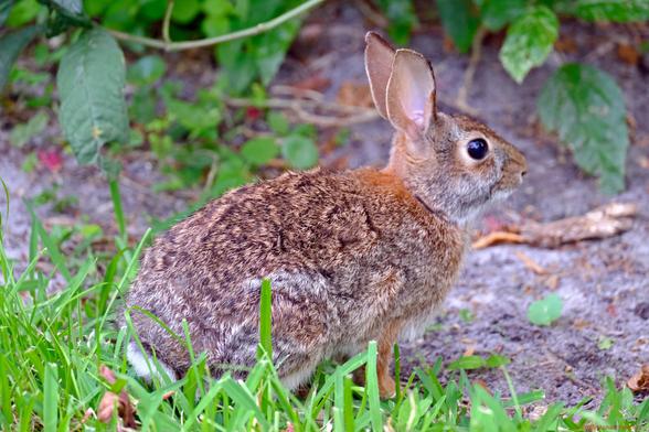 Photo by Fenichel - An Easter Rabbit - au naturel 
Right-side profile of a brown, white-tailed rabbit sitting on grass near bushes.