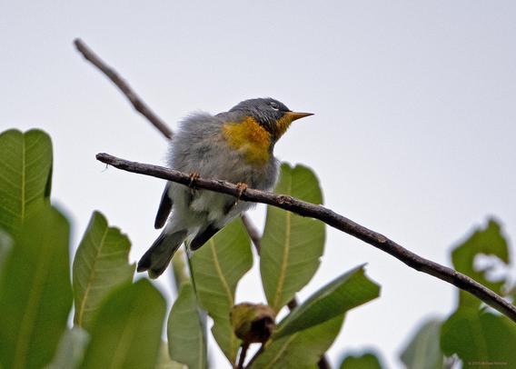 Photograph by Fenichel: Northern Parula
A small warbler-sized bird, gray/blue with yellow and orange neck shieldss, grey head and short beak, perched on a tree branch.